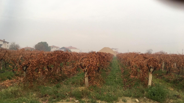 Sağanak yağmur çiftçileri sevindirdi