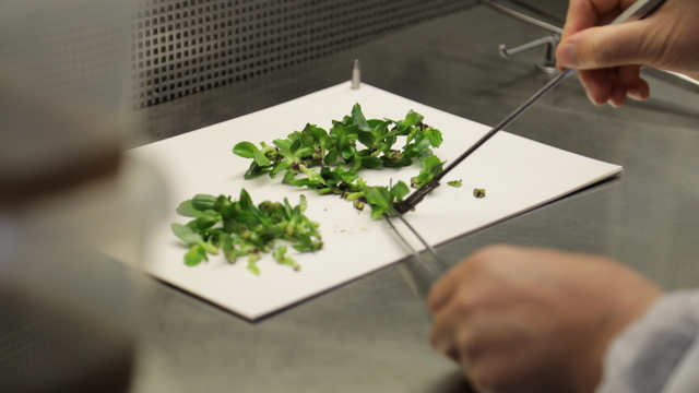 SATSO heyeti doku kültürü laboratuvarlarını basın mensuplarına tanıttı