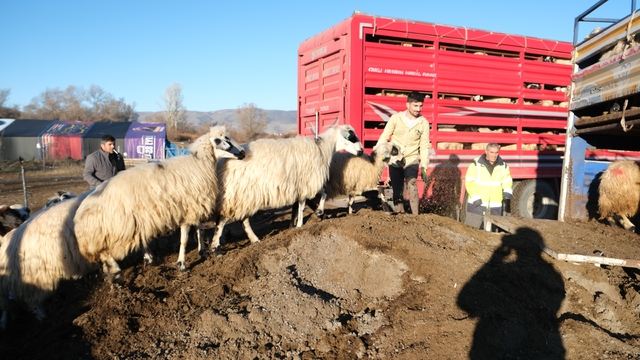 Erzincan'da soğuk hava nedeniyle sürüler yayladan indirildi
Donma tehlikesi yaşayan hayvanlar kış boyunca merkez ve köylerde yemle beslenecek