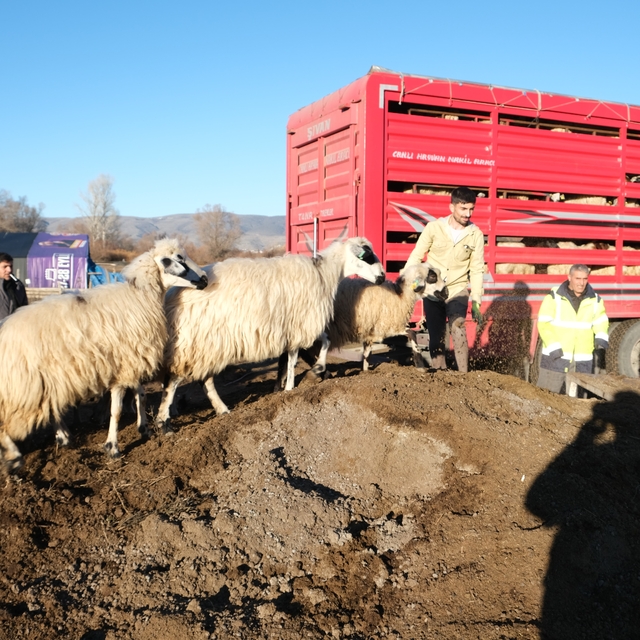 Erzincan'da soğuk hava nedeniyle sürüler yayladan indirildi
Donma tehlikesi...