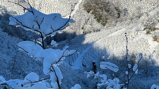'Yüksek kesimlerdeki kar yağışı fındığa yaradı'