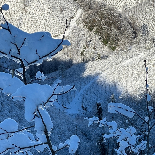 'Yüksek kesimlerdeki kar yağışı fındığa yaradı'