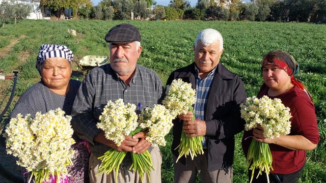Mersin'de nergisler erken açtı; boğumu 300 TL'ye satılıyor