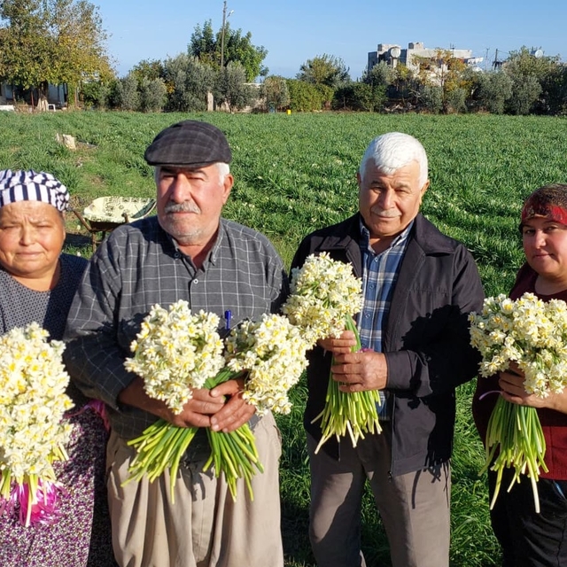 Mersin'de nergisler erken açtı; boğumu 300 TL'ye satılıyor