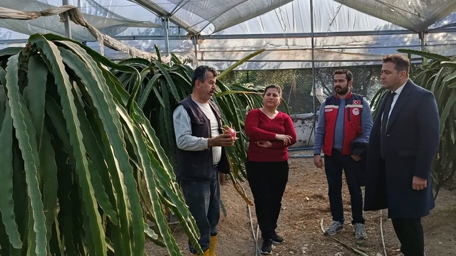 Defne İlçe Tarım ve Orman Müdürü Burak Oktay, ejder meyvesi serasını gezdi
