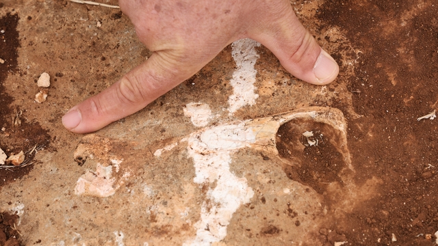 Diyarbakır'da yüz milyonlarca yıl önceye ait fosiller bulundu
Diyarbakır'ın Kocaköy ilçesinde, birçok canlı türünün milyonlarca yıl önce oluşan fosilleri bulunuyor
Diyarbakır'da bulunan sediment tortulu alanı, Tetis Denizinin zemini olarak değerlendiriliyor
