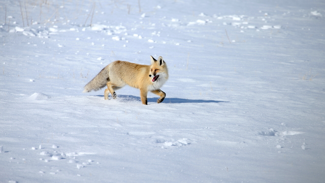 Kars'ta kızıl tilkiler karla kaplı arazide görüntülendi