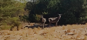 Kızıl geyikler aylar sonra Spil Dağı'nda yeniden görüntülendi
