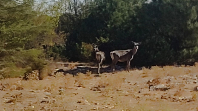 Kızıl geyikler aylar sonra Spil Dağı'nda yeniden görüntülendi