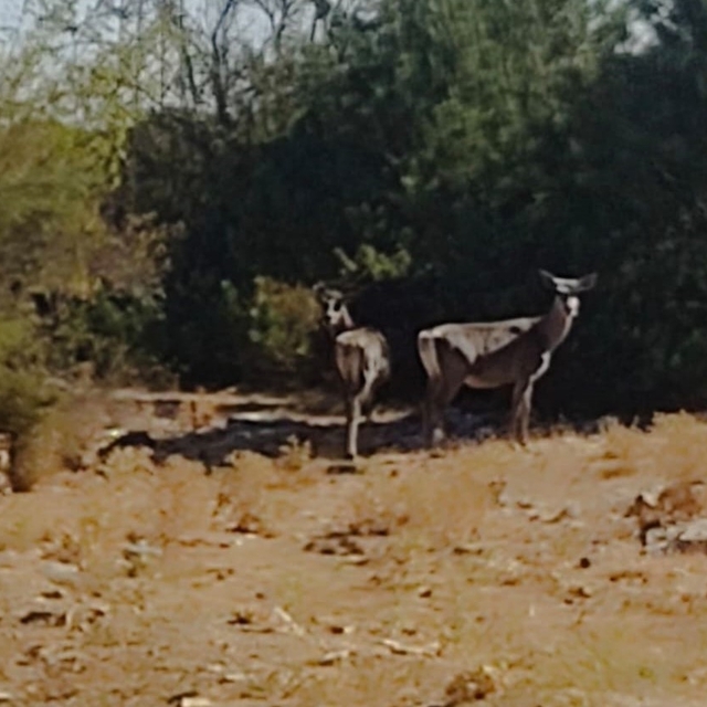 Kızıl geyikler aylar sonra Spil Dağı'nda yeniden görüntülendi