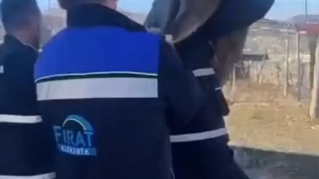 Bahçe çitine sıkışan yaban keçisini FEDAŞ ekipleri kurtardı