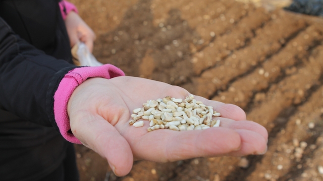 Batman'da deneme amaçlı aspir bitkisinin ekimi yapıldı