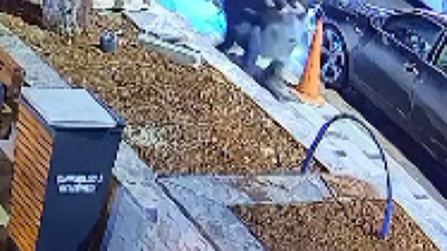 Parkta, büyük saksıdaki ağacı otomobilin bagajına koyup çaldılar