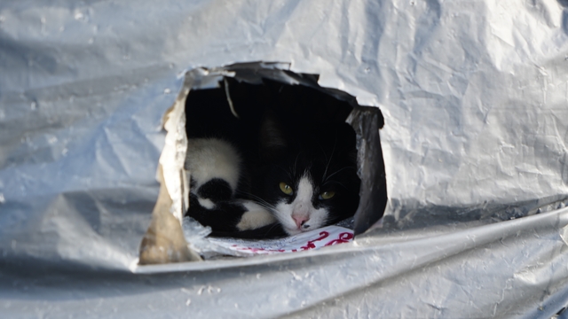 Samsun sahilinde kediler için sıcak yuva