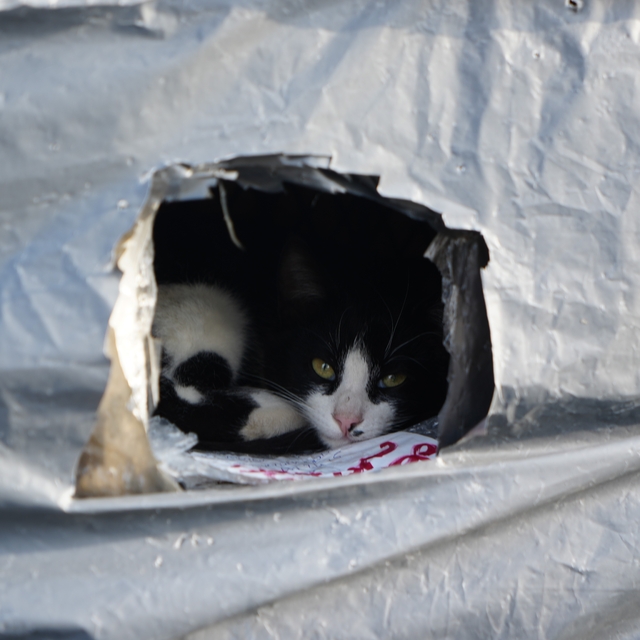 Samsun sahilinde kediler için sıcak yuva