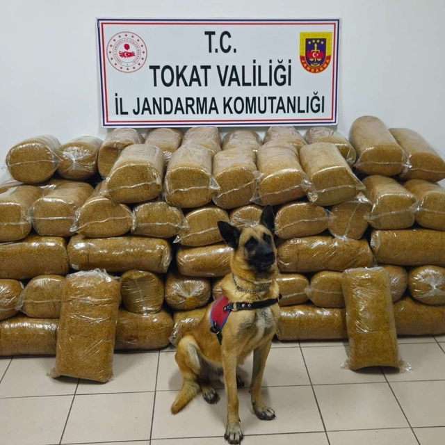 Tokat'ta 485 kilogram kaçak tütün ele geçirildi