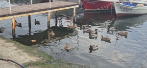 Limanın maskotu ördekler
Babasından yadigar kalan ördeklere limanda çoğaldı