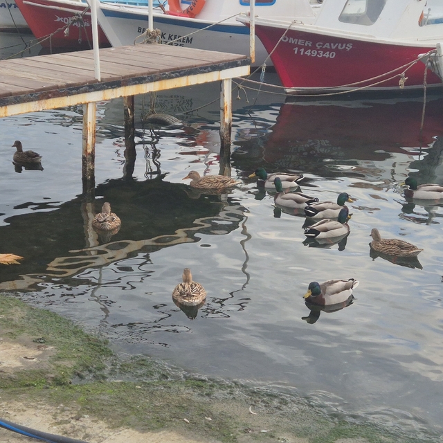 Limanın maskotu ördekler
Babasından yadigar kalan ördeklere limanda çoğaldı