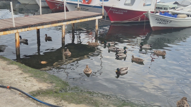 Limanın maskotu ördekler
Babasından yadigar kalan ördeklere limanda çoğaldı