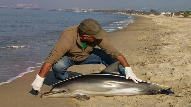 Kuşadası'nda sahile ölü yunus vurdu