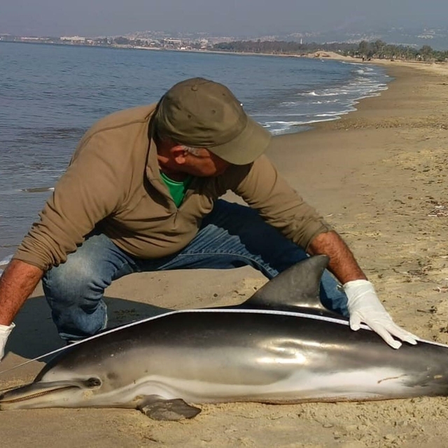 Kuşadası'nda sahile ölü yunus vurdu