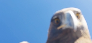 Kartalın kaptığı dron 6 saatlik tırmanışla geri alındı; o anlar kamerada