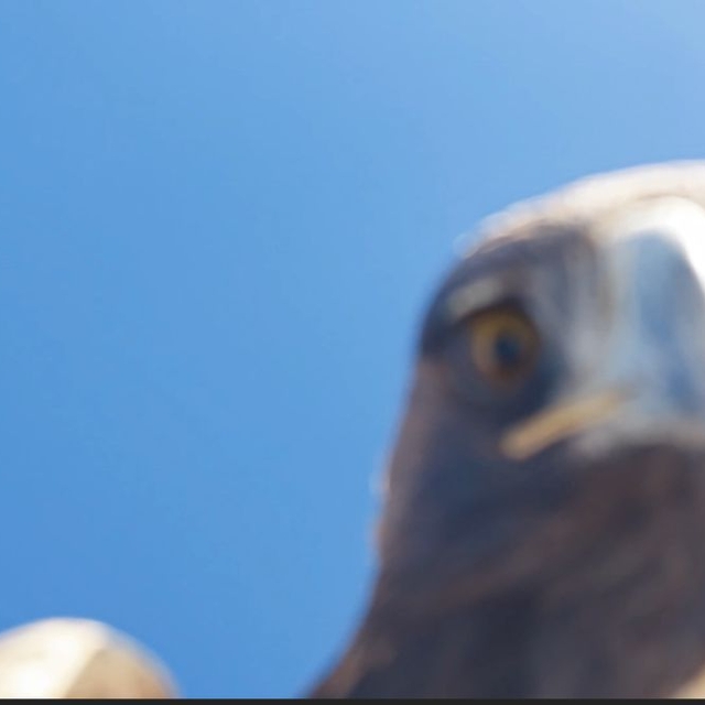 Kartalın kaptığı dron 6 saatlik tırmanışla geri alındı; o anlar kamerada