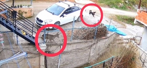 Ordu'da sokak köpeklerinin saldırdığı karaca öldü