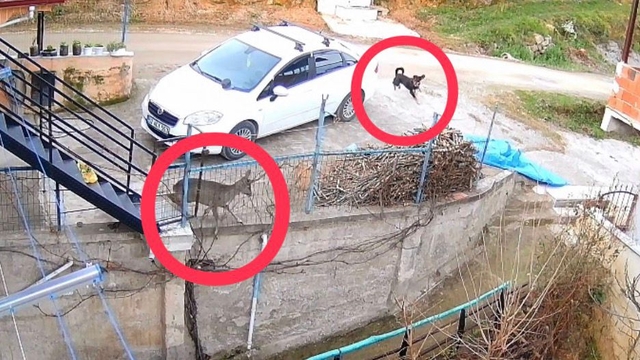 Ordu'da sokak köpeklerinin saldırdığı karaca öldü