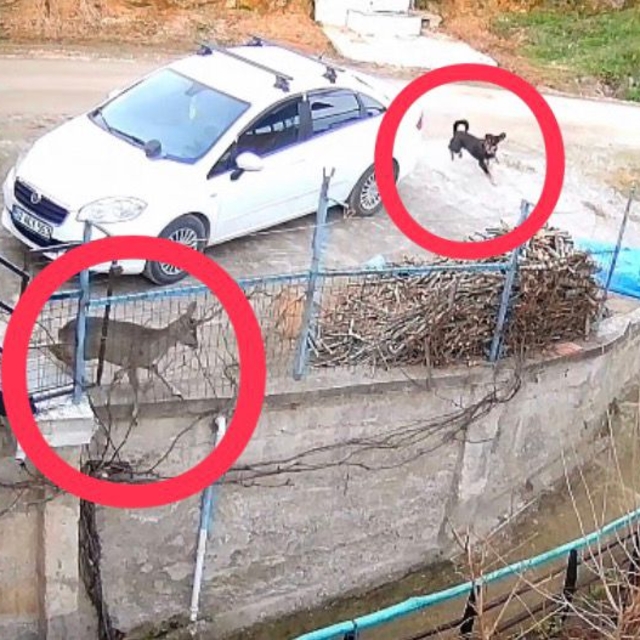 Ordu'da sokak köpeklerinin saldırdığı karaca öldü
