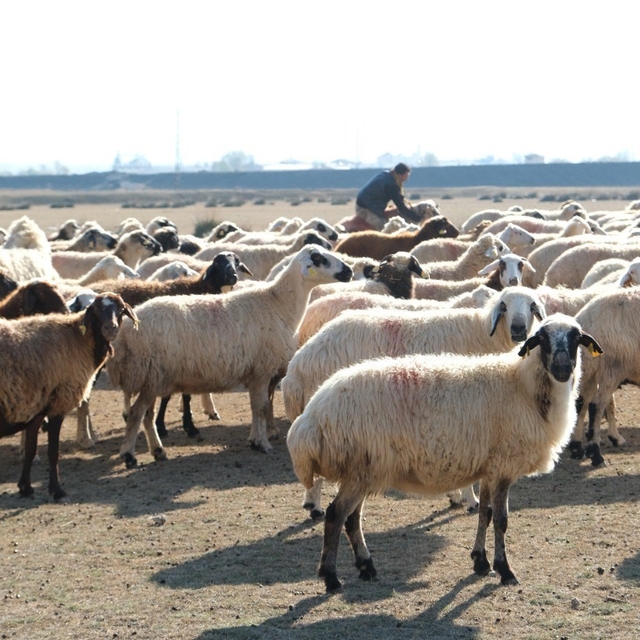 Erzincan'da sürüler merada
Güneşli havayı fırsata çeviren üreticiler, doğal...