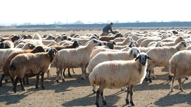Erzincan'da sürüler merada
Güneşli havayı fırsata çeviren üreticiler, doğal otlaklarda sürülerini otlatarak yem maliyetlerini düşürdü