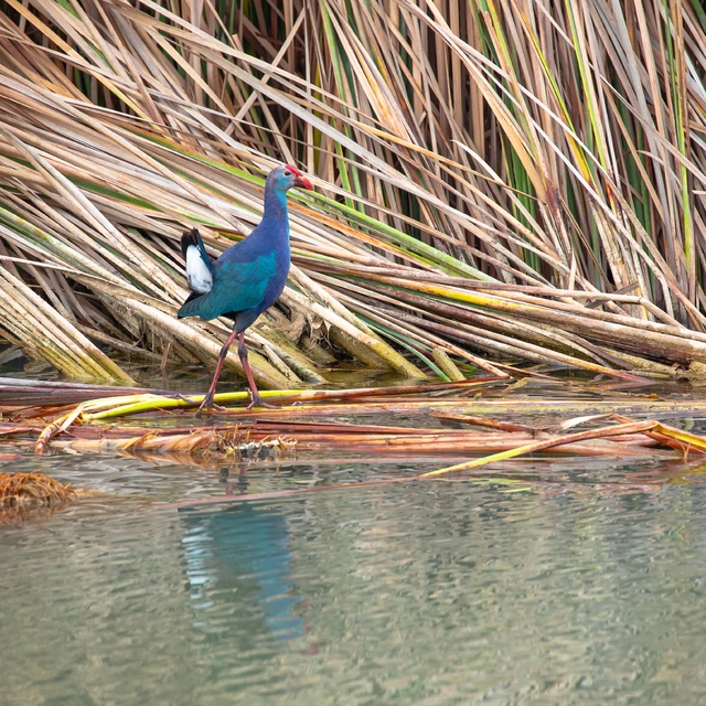 Nesli tehlikedeki 'saz horozu' Göksu Deltası'nda görüntülendi