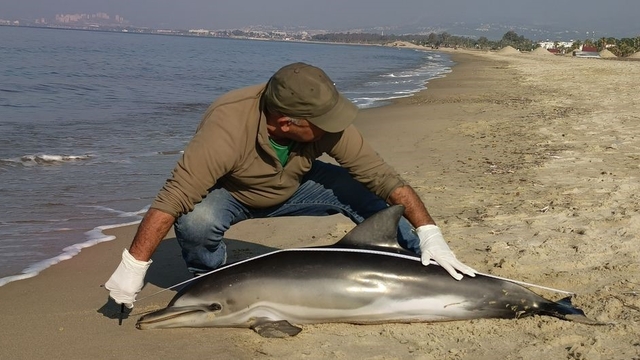 Kuşadası'nda yunus balığı karaya vurdu