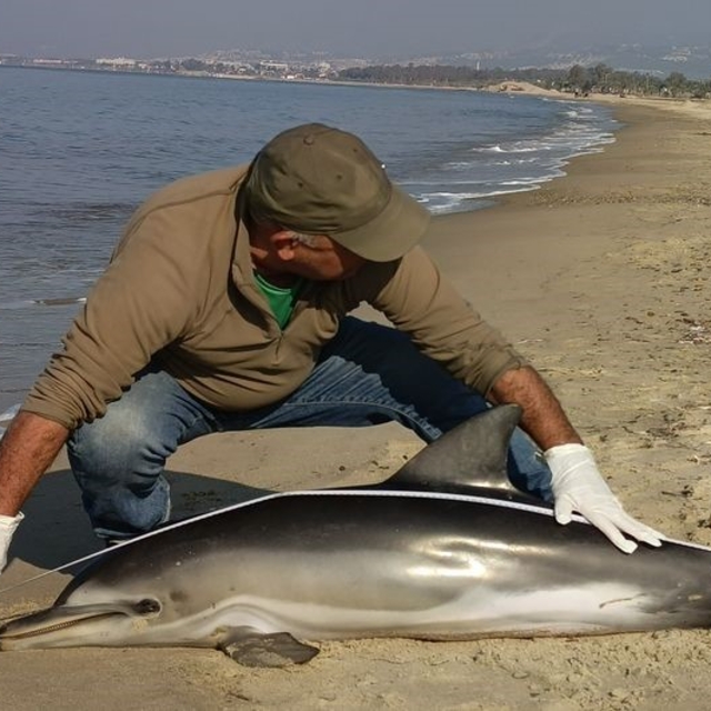 Kuşadası'nda yunus balığı karaya vurdu
