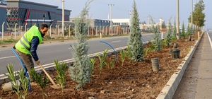 Diyarbakır'ın 14 kilometrelik girişi ağaçlandırılıyor