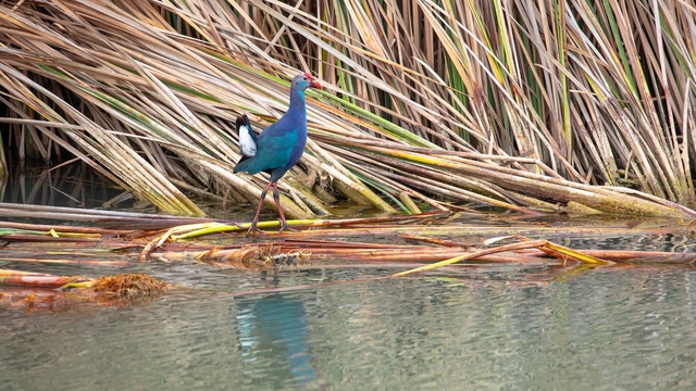 Nesli tehlikedeki 'saz horozu' Göksu Deltası'nda görüntülendi