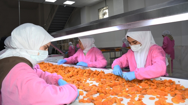 Malatya'da kuru kayısıda 11 ayda 275 milyon dolar gelir elde edildi