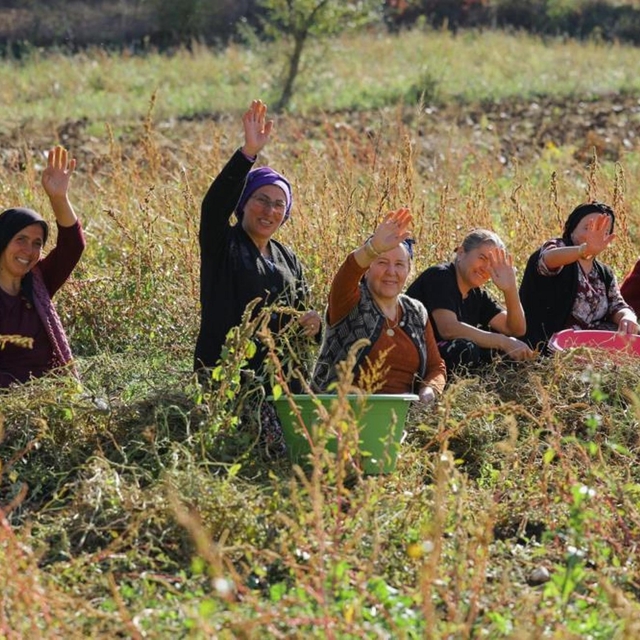 Samsun'da bitkisel ve hayvansal üretim destekleniyor
Çiftçi üretiyor, beled...