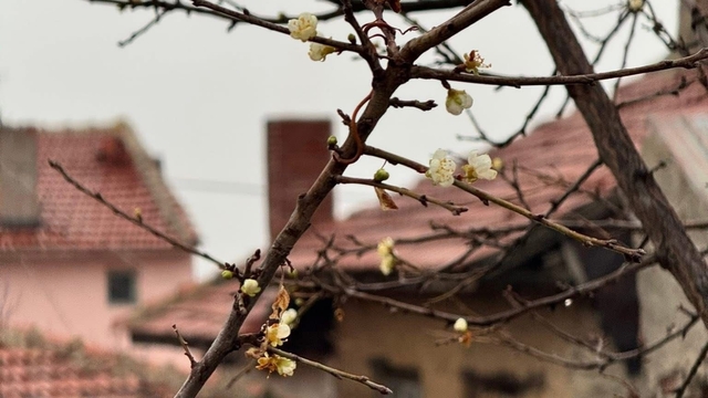 Eskişehir'de kayısı ağacı Aralık ayında çiçek açtı