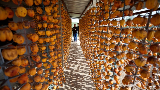 Osmaniyeli çift, Trabzon hurması kurusunu Türkiye'nin çok sayıda iline gönderiyor