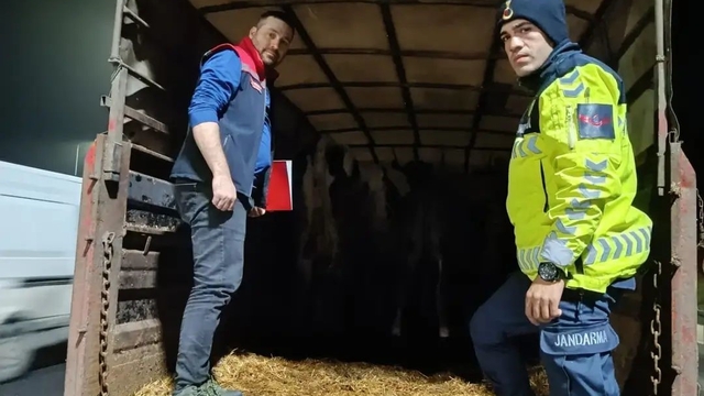 Belgesiz hayvan sevkine ceza: Hayvanlar işletmeye iade edildi