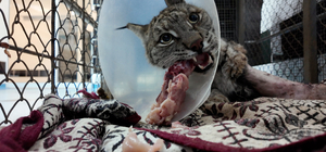 Köpek saldırısında yaralanan vaşak hayata tutundu