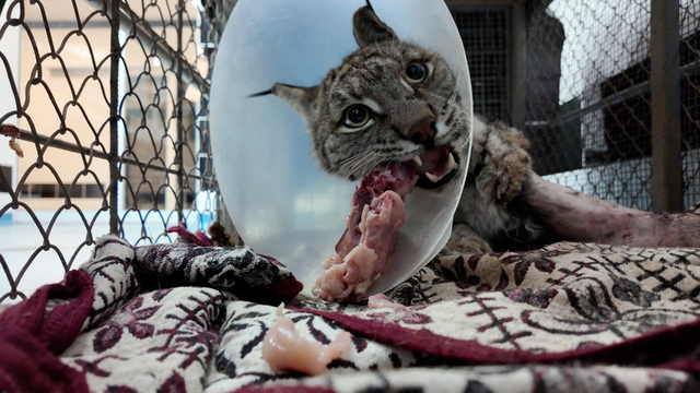 Köpek saldırısında yaralanan vaşak hayata tutundu