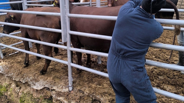 Kütahya'ya Brezilya'dan gelen ithal gebe düveler sağlık kontrolünden geçirildi