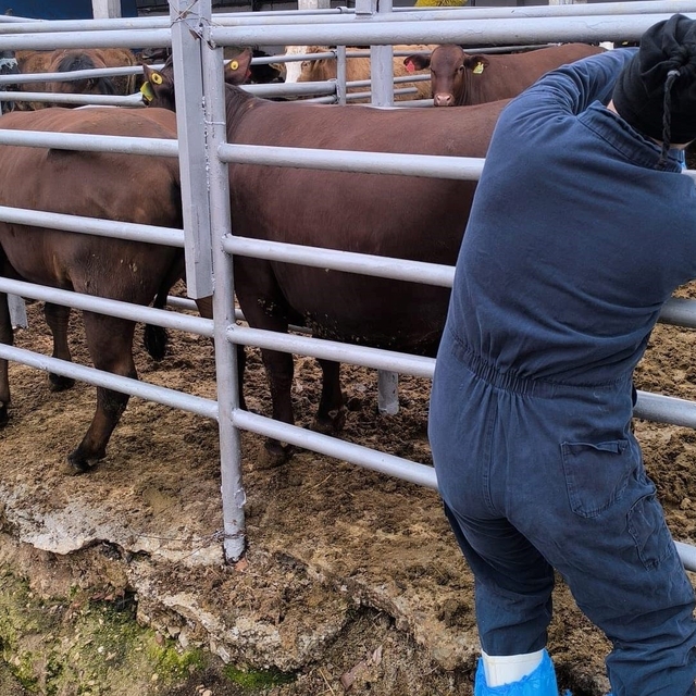 Kütahya'ya Brezilya'dan gelen ithal gebe düveler sağlık kontrolünden geçiri...