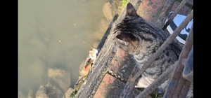 Çaya düşen yavru kedi, itfaiye tarafından kurtarıldı