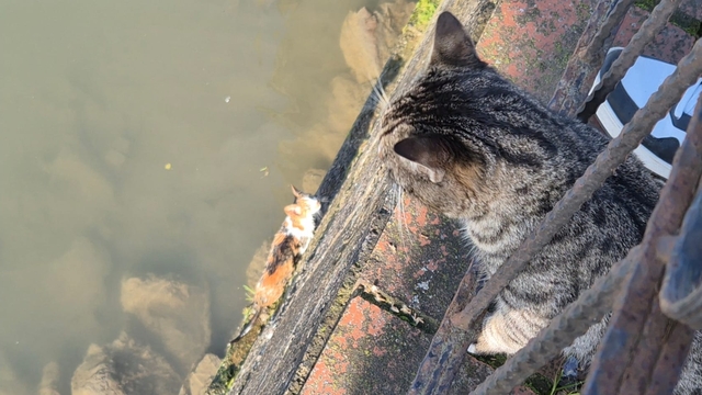 Çaya düşen yavru kedi, itfaiye tarafından kurtarıldı
