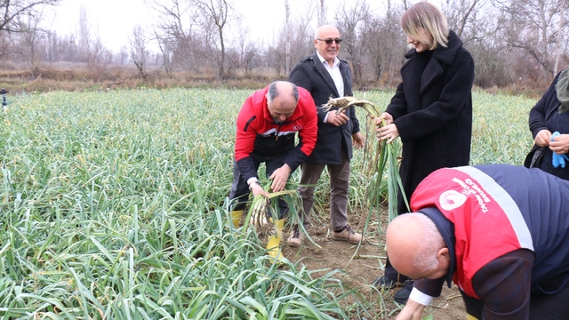 Çorum'da coğrafi işaretli Kışlacık pırasasında hasat başladı