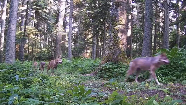 Bolu ormanlarındaki yaban hayatı fotokapanlarda